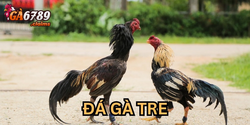 Giải mã sức hút của Đá Gà Tre và bí quyết cược thắng lớn